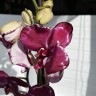 Dracarys / Pink Malwina (2 цветоноса; Ø 12 см)