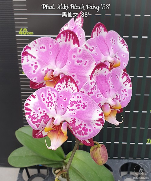 Phal. Miki Black Fairy '88' 2.5'