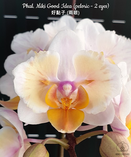 Phal. Miki Good Idea (peloric - 2 eyes) 2.5''