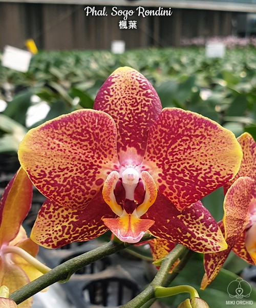 Phal. Sogo Rondini 2.5''