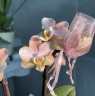 Парфюмерная фабрика Orange Aromio - мини орхидея (2 цветоноса; Ø 7 см)