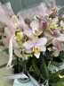 Парфюмерная фабрика Orange Aromio - мини орхидея (2 цветоноса; Ø 7 см)