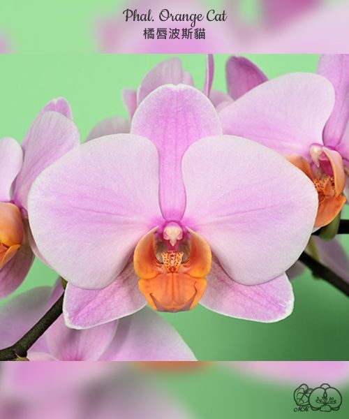 Phal. Orange Cat 2.5''