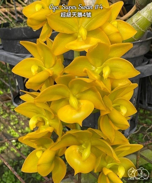 Cyc. Super Swan #4 2.5''