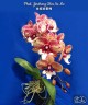 Phal. Jincheng Chin Su Me '1224' 2.5''