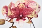 Phal. Jincheng Chin Su Me '1224' 2.5''