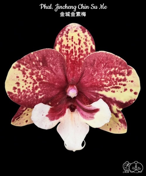 Phal. Jincheng Chin Su Me '1224' 2.5''