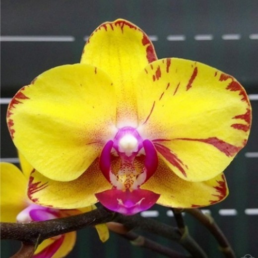 Phal. Sweet Girl 2.5''