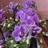 Violet Queen (Мультифлора) (2 цветоноса; Ø 12 см)