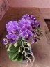 Violet Queen (Мультифлора) (2 цветоноса; Ø 12 см)