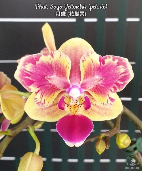 Phal. Sogo Yellowtris (peloric) 2.5''