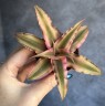 Cryptanthus bivittatus 'Pink Star' (Ø 5,5 см)