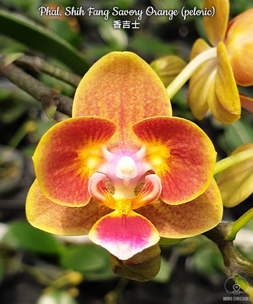 Phal. Shih Fang Savory Orange (peloric) 2.5"