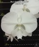 Phal. Miki White Swan '00' 2.5''