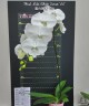Phal. Miki White Swan '00' 2.5''