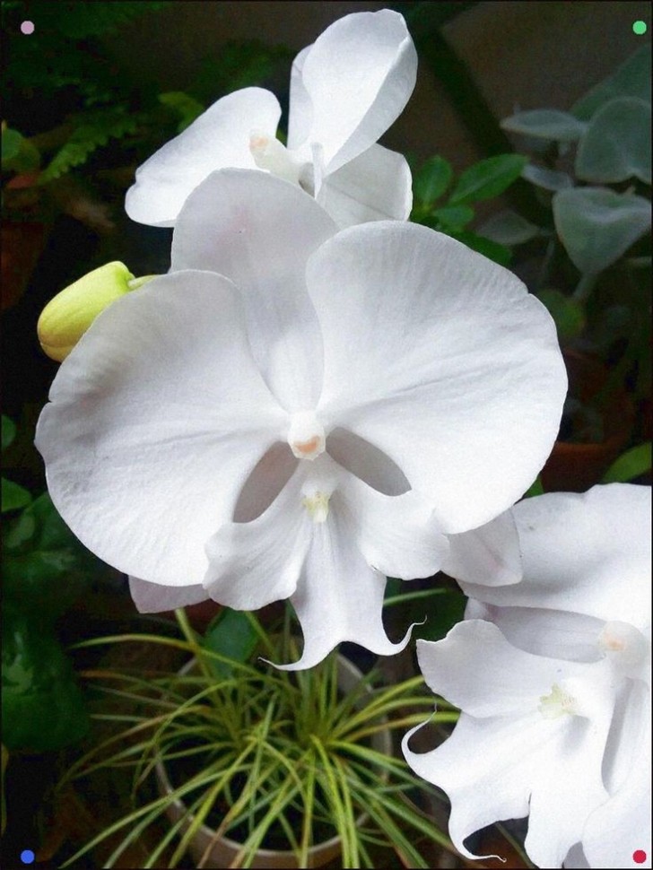 Phal. Miki White Swan '00' 2.5''