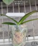 Phal. Miki White Swan '00' 2.5''