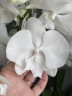 Phal. Miki White Swan '00' 2.5''