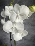 Phal. Miki White Swan '00' 2.5''