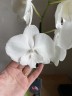 Phal. Miki White Swan '00' 2.5''