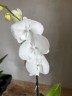 Phal. Miki White Swan '00' 2.5''