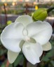 Phal. Miki White Swan '00' 2.5''