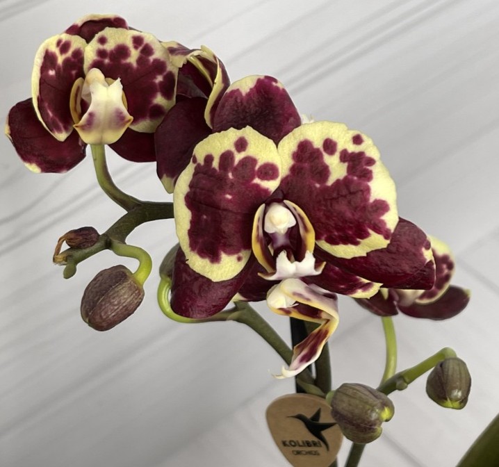 Lady Bird / Ethiopia - Мультифлора (Серия Little Kolibri) (1 цветонос; Ø 9 см)