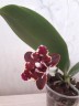 Phal. Brother Sara Gold × Sun Raise Red Proletariat 2.5''