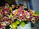 Phal. Brother Sara Gold × Sun Raise Red Proletariat 2.5''