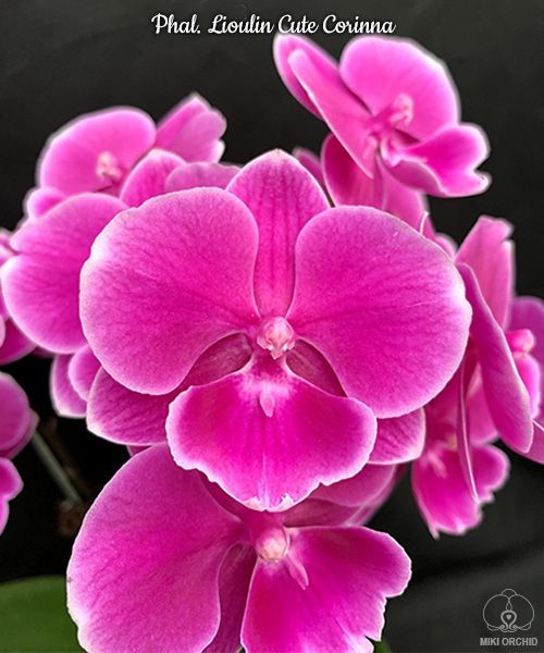 Phal. Lioulin Cute Corinna 2.5"