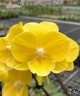 Phal. Younghome Lemon Yellow 2.5''