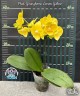 Phal. Younghome Lemon Yellow 2.5''