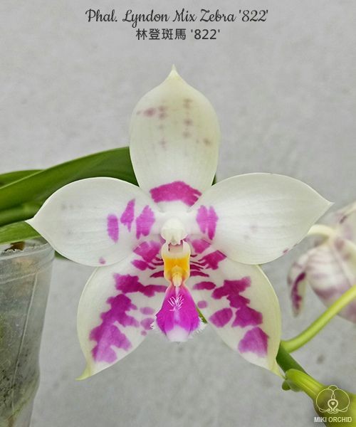 Phal. Lyndon Mix Zebra '822' 2.5"