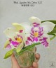 Phal. Lyndon Mix Zebra '822' 2.5"