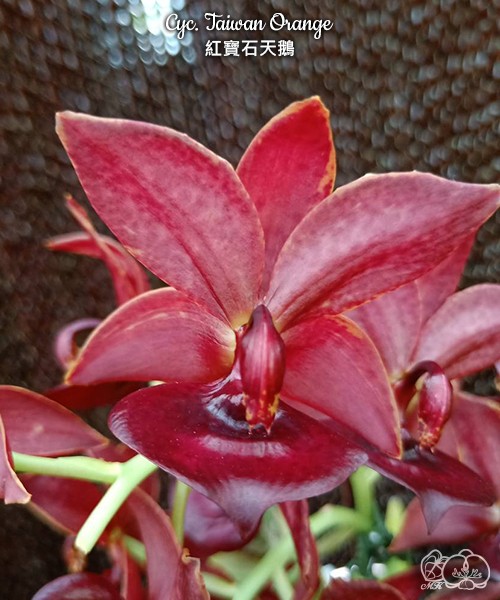 Cyc. Taiwan Orange 2.5''