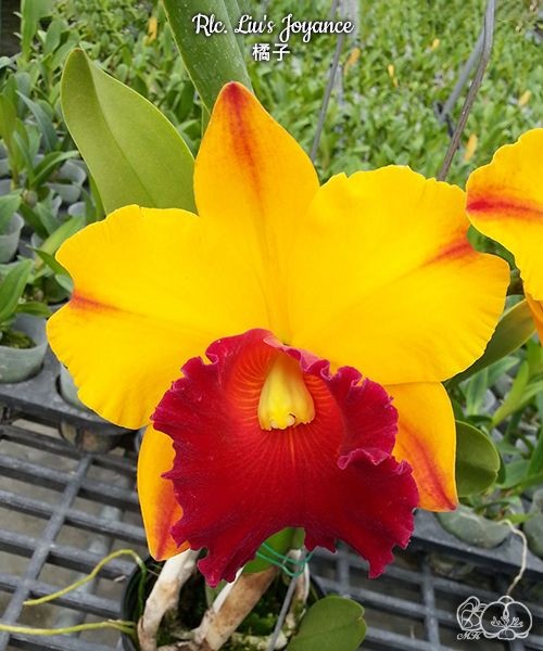 Rlc. Liu's Joyance 2.5''