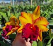 Rlc. Liu's Joyance 2.5''