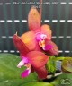 Phal. Meidarland Kaiulani 'Red Girl' 2.5''