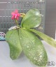 Phal. Meidarland Kaiulani 'Red Girl' 2.5''