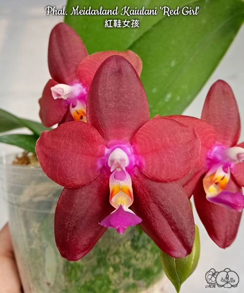 Phal. Meidarland Kaiulani 'Red Girl' 2.5''