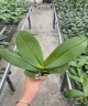Phal. Meidarland Kaiulani 'Red Girl' 2.5''