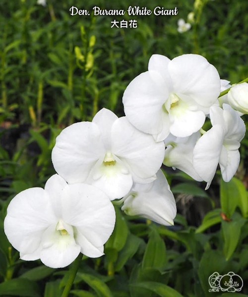 Den. Burana White Giant 2.8"