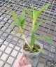 Den. Burana White Giant 2.8"