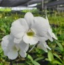 Den. Burana White Giant 2.8"
