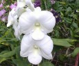 Den. Burana White Giant 2.8"