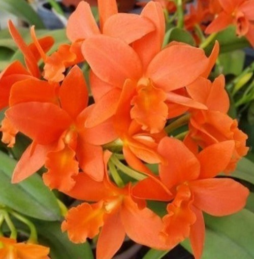 Rth. Young-Min Gold 2.5''