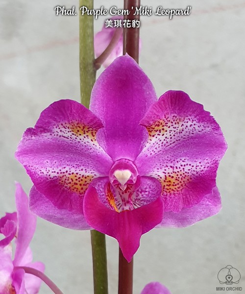 Phal. Purple Gem 'Miki Leopard' 2.5''