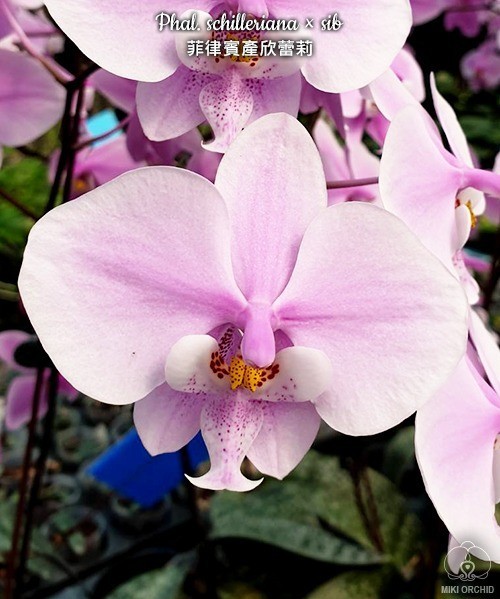 Phal. schilleriana × sib 2.5''