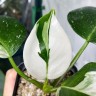 Philodendron White Wizard (Ø 6 см)