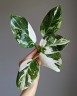 Philodendron White Wizard (Ø 6 см)